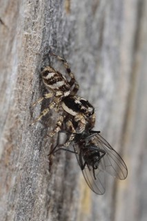 Zebra spider
