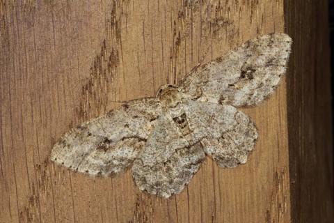 Engrailed Moth