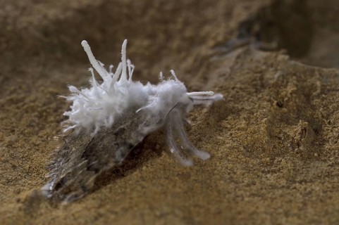 Fungus