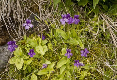 Large-flowered butterwort