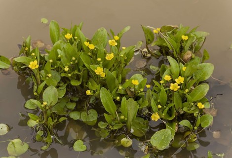 Adder's tongue spearwort