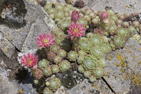 Arachnoideum
