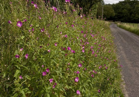 Great Willowherb