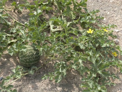 Watermelon