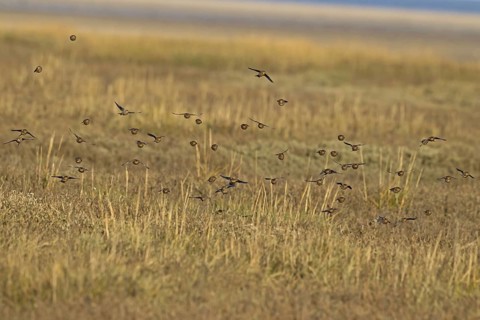 Twite