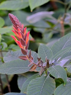 Divorced Aphelandra