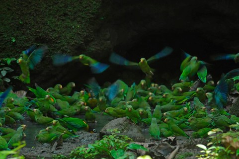 SKobalt-winged Parakeets and Golden-cheeked Parrots