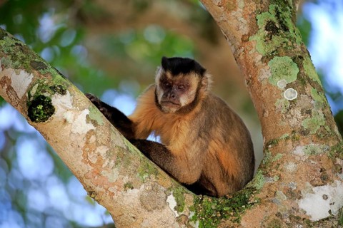 Brown Capuchin