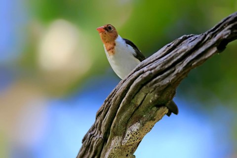 Yellow-billed cardinal