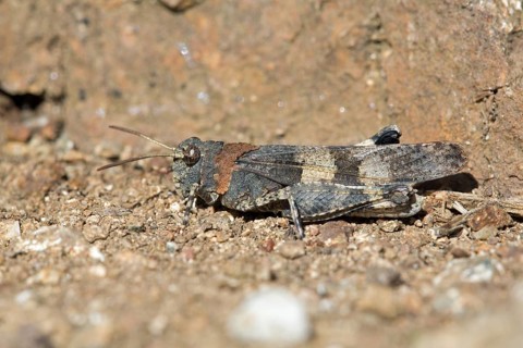 Blue-winged Grasshopper