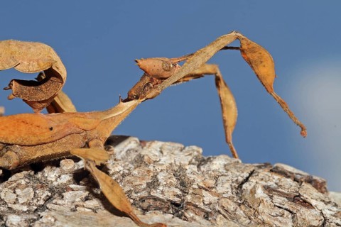 Australian Giant Ghost Insect