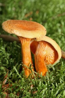 False chanterelle