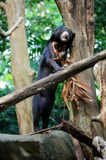 Sun bear