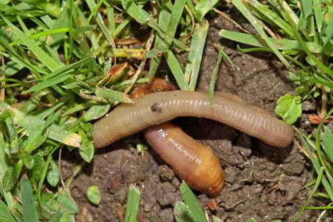 Earthworm