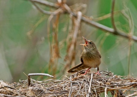 River Warbler