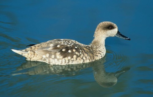 Marbled Teal