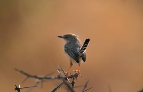 Red-fronted Warbler