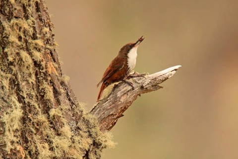 White-throated Treerunner