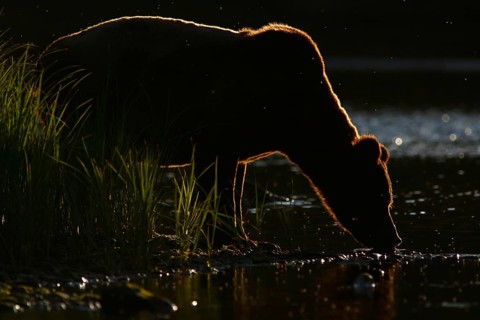 Grizzly Bear