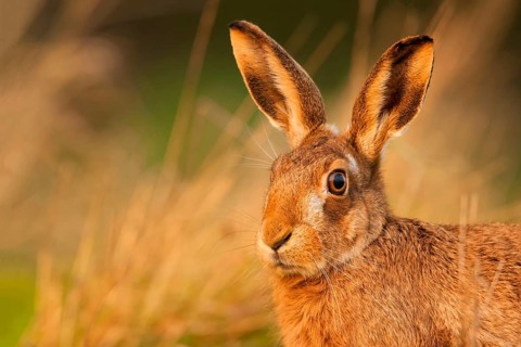 European hare