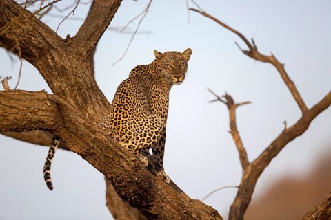 African leopard