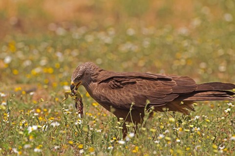 Black Kite
