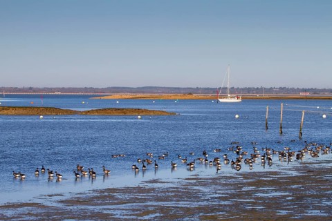 Brant goose