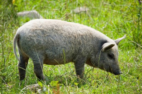 Domestic pig