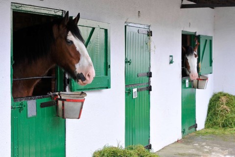 Horse