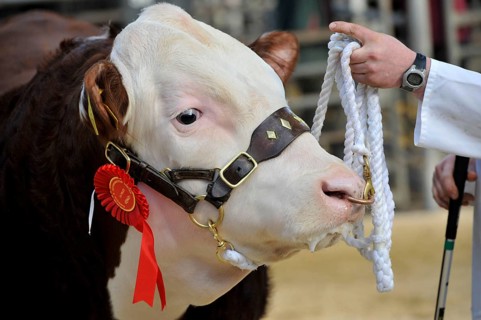 Domestic cattle