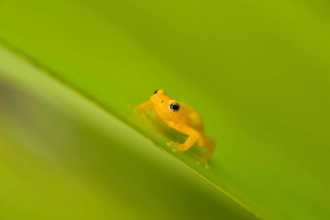 Golden poison dart frog