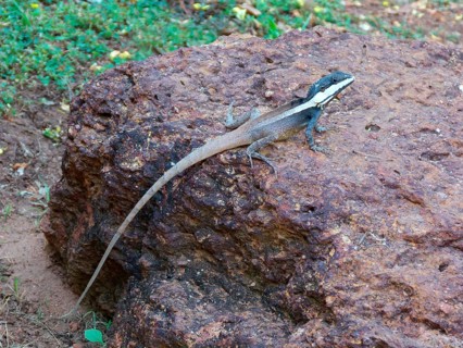 Northern water dragon