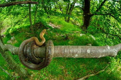 Aesculapian Snake