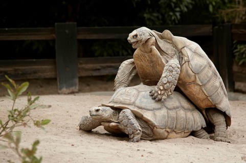 Spurred Tortoise