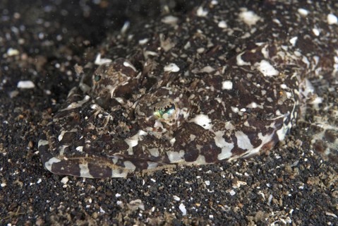 Fringelip Flathead