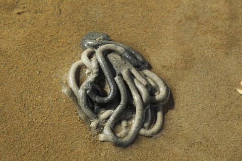 Lugworm