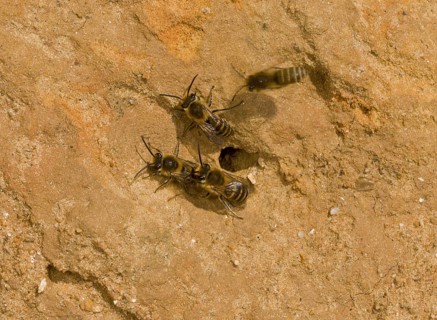 Ivy bee