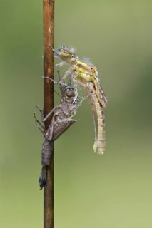 Early damselfly