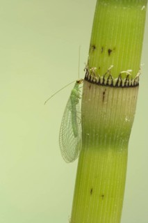 Common Green Lacewing