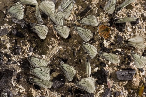 Black-masked black-veined white