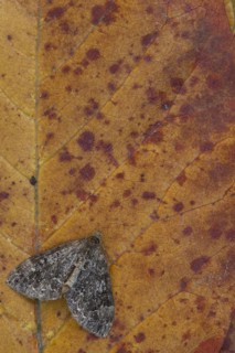 Common Marbled Carpet