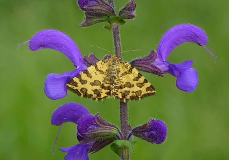 Speckled yellow