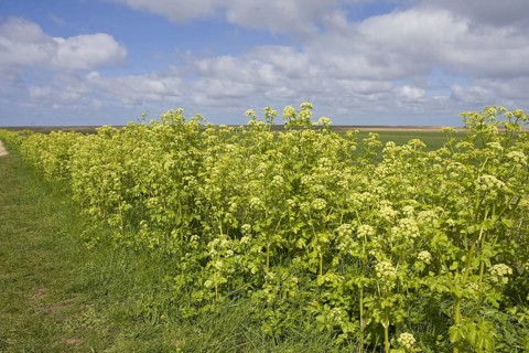 Alexanders