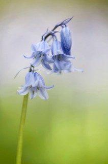 Hybrid Bluebell