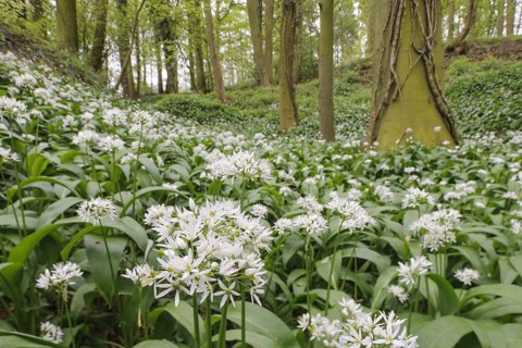 Ramsons