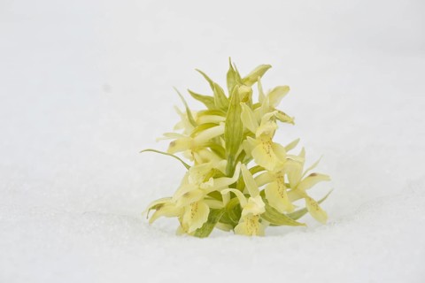 Elder-flowered orchid