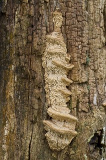 Fruiting body of Mazegill oak