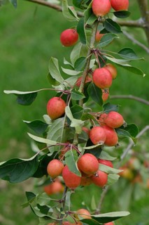 Cultivated Crabapple
