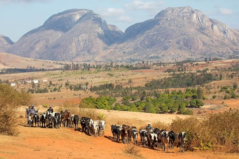 Malagasy cattle herders