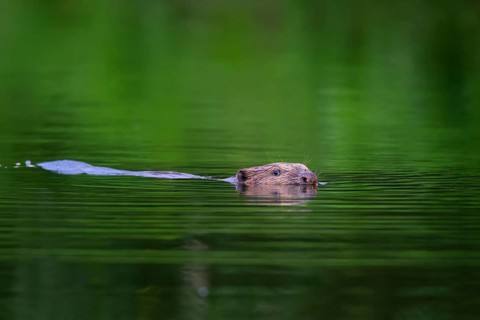 Eurasian beaver